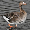 Greater White-fronted Goose